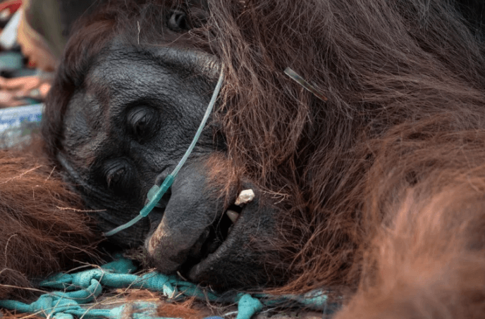 Kematian Orang Utan Sempurna Akibat Karhutla Picu Desakan SOP Perlindungan Satwa dari Parlemen